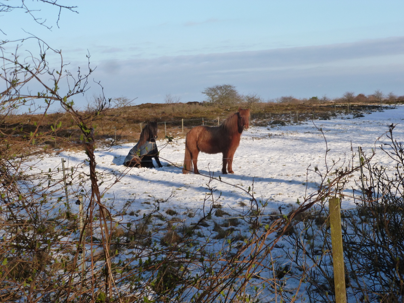 Winter